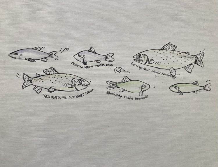 summer of the&nbsp;salmonids