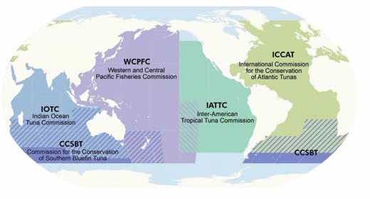 Fishing, Un-Interrupted: The Murky Reliance on Transshipment in High ...