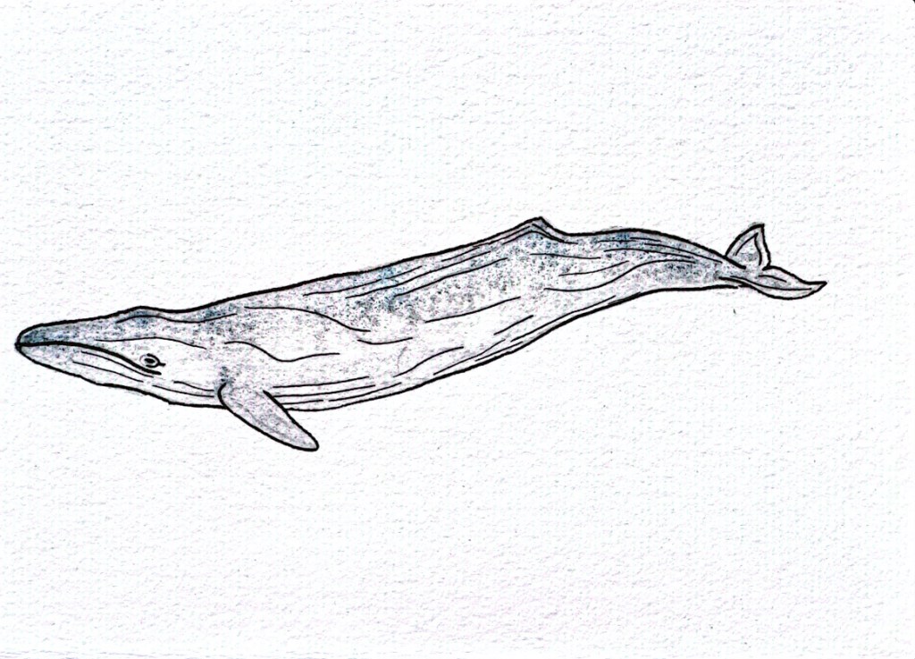 “Talent is equally distributed while opportunity is not”: Dr Asha de Vos and the legacy of colonialism in marine science   